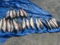 Корсаковскими полицейскими в выходные дни выявлено два факта незаконной добычи водных биологических ресурсов