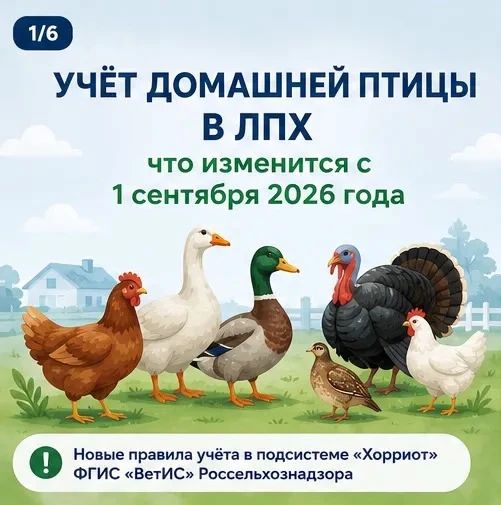 Владельцев ЛПХ обязали поставить домашнюю птицу на ветеринарный учёт до сентября