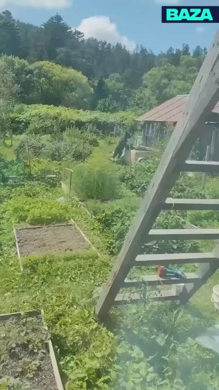 Три медведя устроили себе заплыв в дачном бассейне на Сахалине