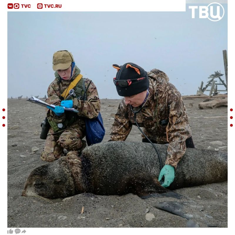 65 тюленей освободили от cмертельно опасных мусорных «ошейников» 65 тюленей освободили от cмертельно опасных мусорных «ошейников»