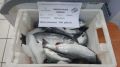В Ногликском, Холмском и Поронайском районах Сахалинской области 29 августа организована продажа свежей рыбы по социальным ценам в рамках программы «Доступная рыба»