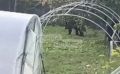Медведица с двумя медвежатами третий день ходит по улице в Корсакове