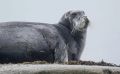Слишком много морских зайцев выловили в Охотском море - добычу закрыли