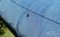 Иногда они возвращаются снова: сахалинцев предупреждают о втором пике активности клещей