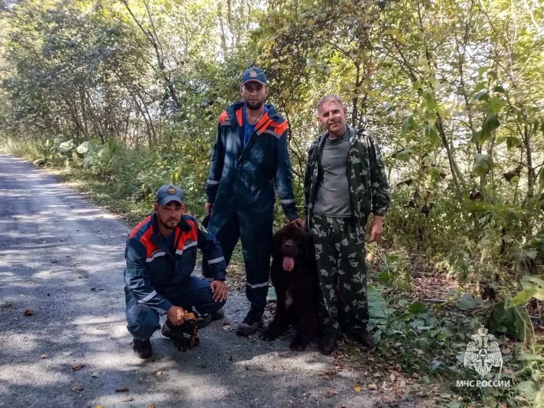 На Сахалине спасатели вытащили из реки пса, который упал с обрыва