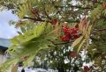 На Сахалине дожди и до +19 °C, на Курилах переменная облачность: прогноз на 15 сентября