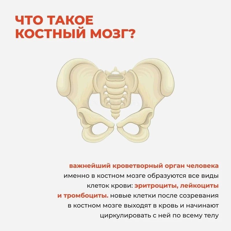 «Шанс на спасение»: как устроено донорство костного мозга в России