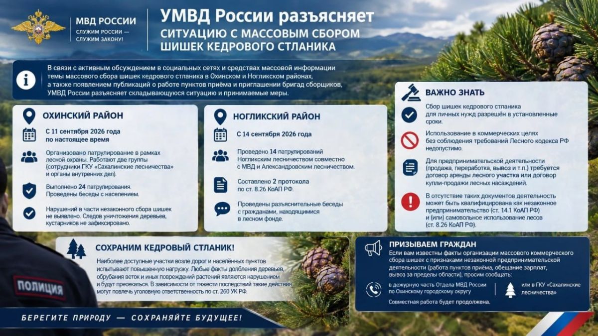 Сахалинцам разъяснили правила сбора шишек кедрового стланика
