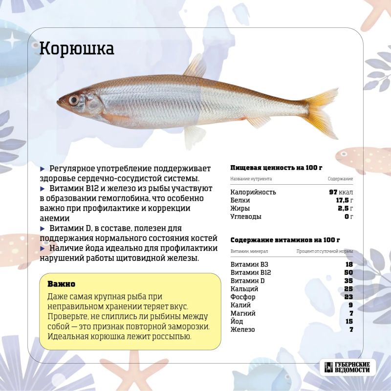 Морская сила на вашей тарелке: какую рыбу выбрать? Морская сила на вашей тарелке: какую рыбу выбрать?