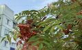Воздух на Сахалине прогреется до +25°: уточнённый прогноз на 19 сентября