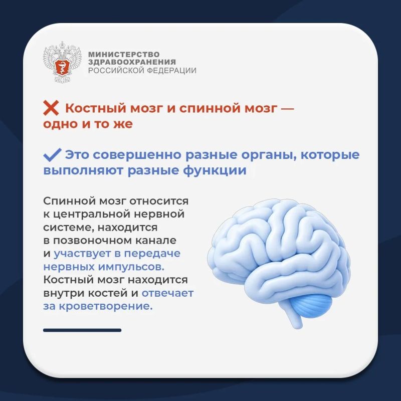 Мифы и правда о костном мозге Мифы и правда о костном мозге