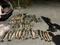 В Долинске полицейскими выявлен факт незаконной добычи водно- биологических ресурсов