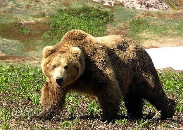 В СМИ прошла информация о встрече людей с медведями на мысе в Долинском районе