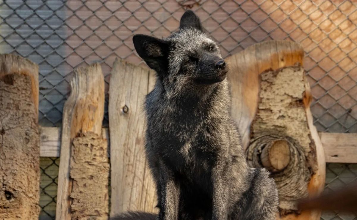 Имена дадут новым лисичкам, прибывшим в сахалинский зоопарк