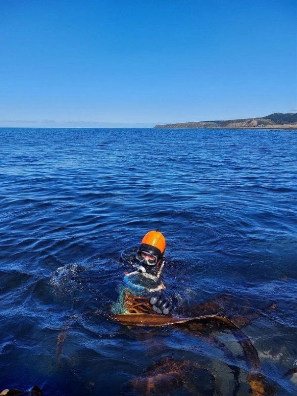 Учёные оценили состояние сахарины японской и морского ежа в заливе Анива