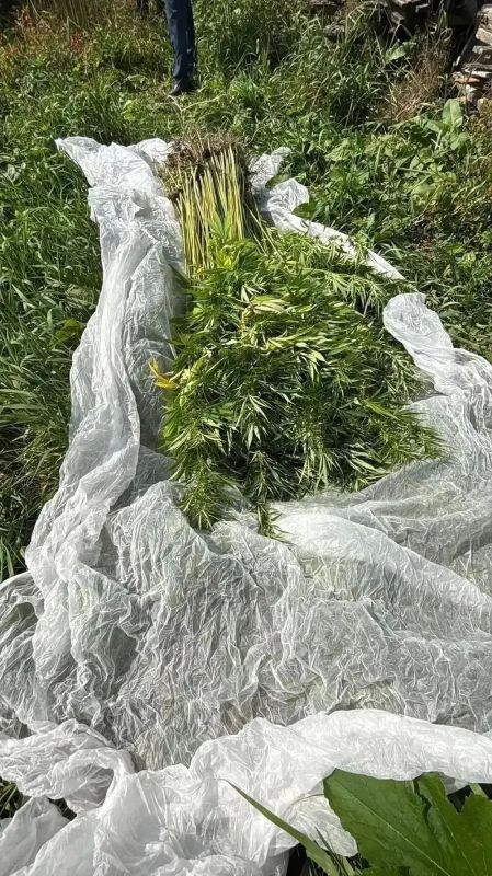 Невельские полицейские изъяли более 7 килограммов «запрещенного урожая» Невельские полицейские изъяли более 7 килограммов «запрещенного урожая»