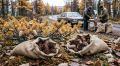 Пункты сдачи кедровых шишек разворачиваются вдоль дорог, в населённых пунктах на севере Сахалина