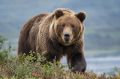 Медведь вышел к жилым домам
