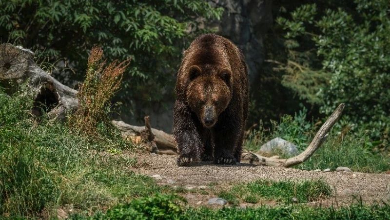 В Курильске медведь вышел к жилым домам на улице Гидростроевской — его заметили в районе домов № 17а, 19а и 21а