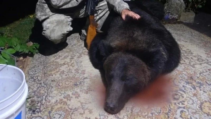 В Южно-Сахалинске отстрелили медведя, которого неоднократно видели возле садоводческих товариществ