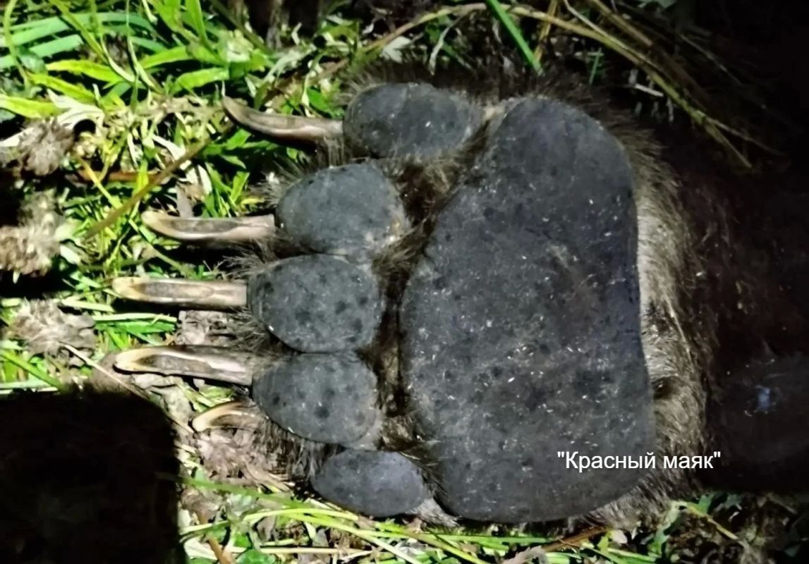Медведя на улице Лесной в селе Рейдово ликвидировали