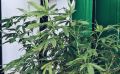 Растениевод-любитель на Курилах вырастил коноплю в квартире, но попался