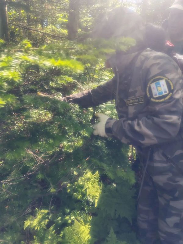 Агентство лесного и охотничьего хозяйства запланировало работы по оздоровлению леса после нашествия белополосого шелкопряда