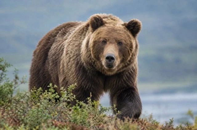 В Томари изза выхода медведя отменили мероприятия