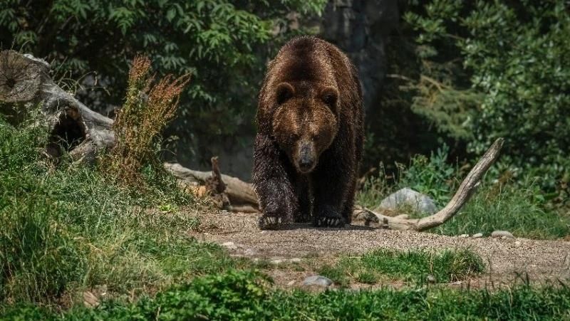 Угрожающих людям медведей продолжают изымать на Сахалине