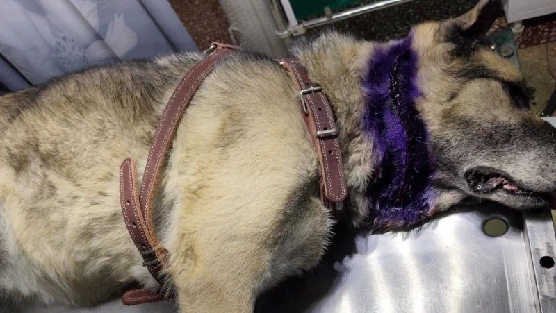 Ветеринары в Охе провели две сложные операции собакам с большими новообразованиями