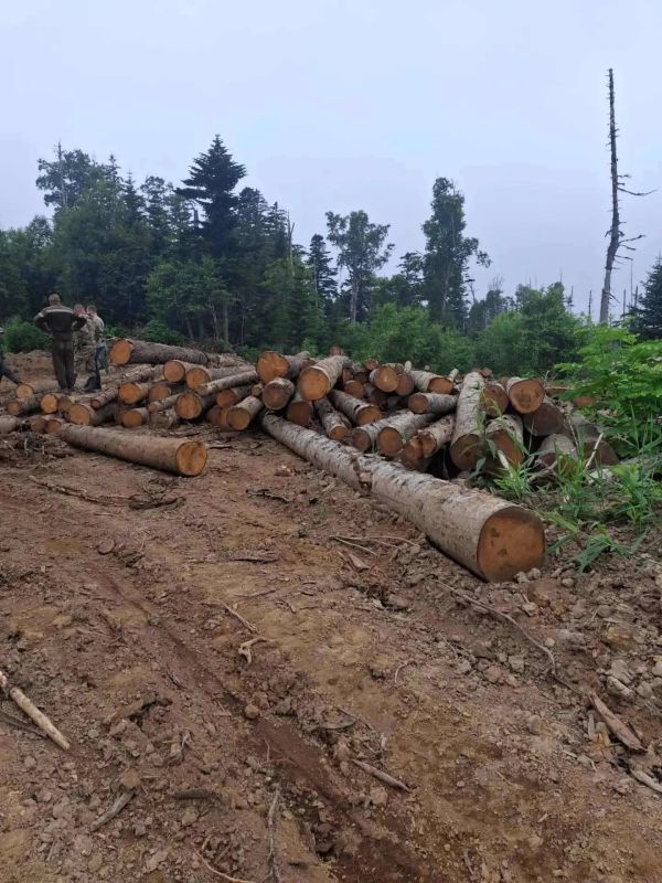 В Сахалинской области оперативники с помощью БПЛА пресекли деятельность «чёрного» лесоруба В Сахалинской области оперативники с помощью БПЛА пресекли деятельность «чёрного» лесоруба