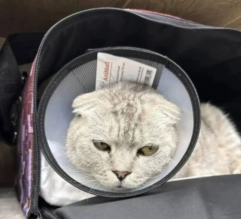 Коту, которого сбила машина на Сахалине, собирают более 100 тысяч рублей на операцию