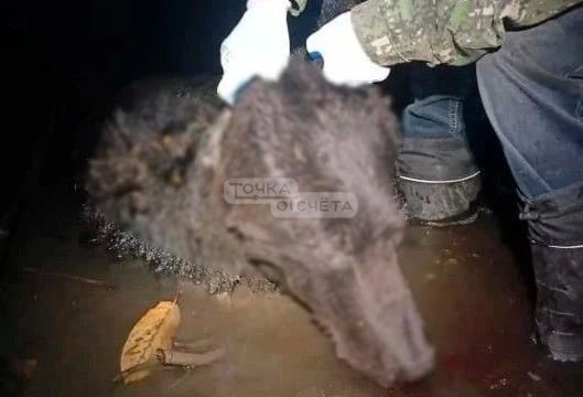 На Сахалине отстрелили двух медведей, появившихся в городе