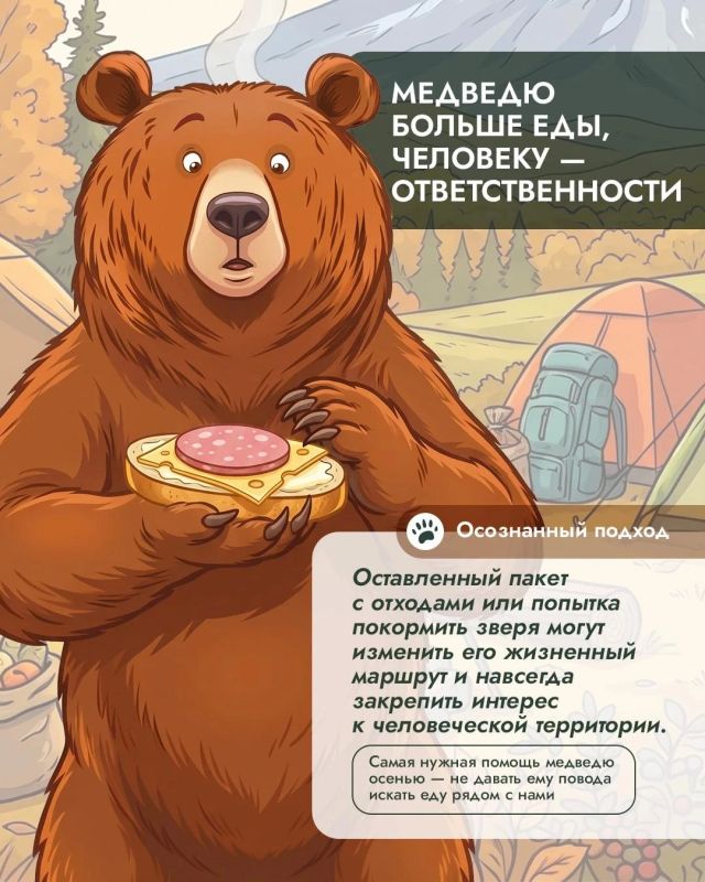 Осенний конфликт: перед холодами сахалинцам предрекают все более частые встречи с медведями Осенний конфликт: перед холодами сахалинцам предрекают все более частые встречи с медведями