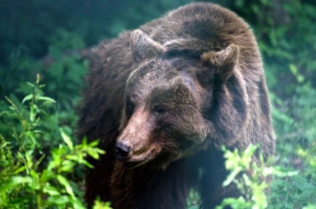Медведя заметили в районе Второй Пади