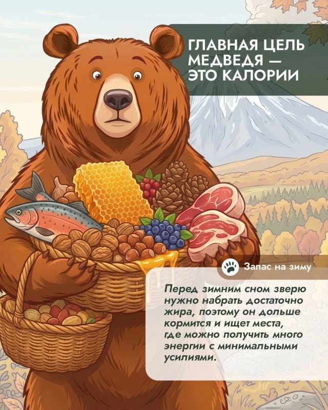 Почему осенью медведи оказываются рядом с людьми чаще? Почему осенью медведи оказываются рядом с людьми чаще?