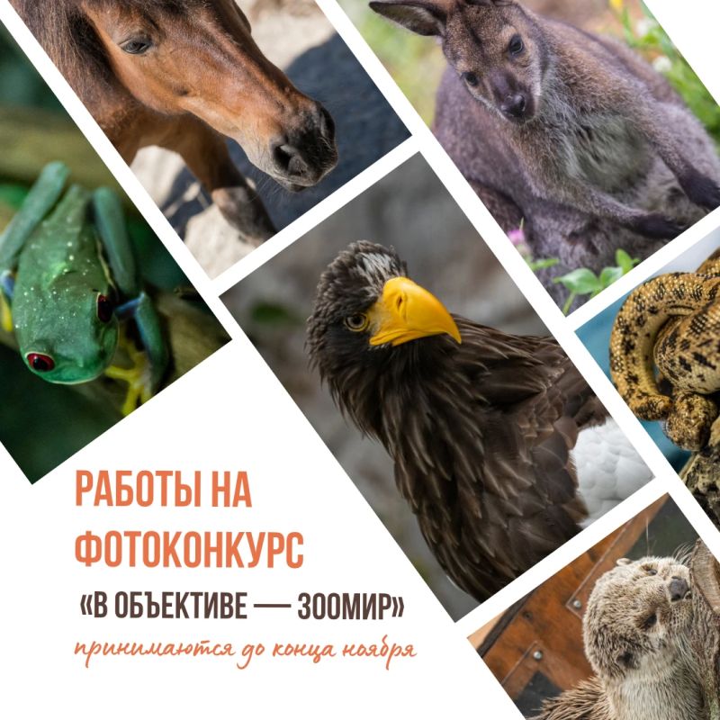 Сахалинский зооботанический парк продлевает сроки проведения фотоконкурса «В объективе — зоомир»