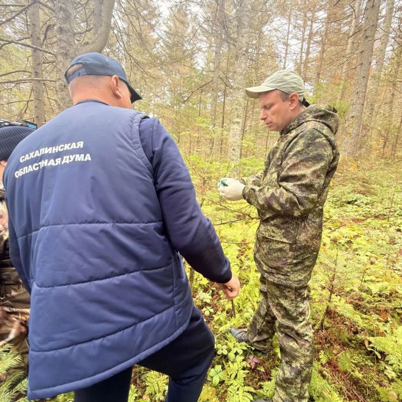Защита лесов Корсаковского округа от шелкопряда – на контроле депутата Евгения Лотина Защита лесов Корсаковского округа от шелкопряда – на контроле депутата Евгения Лотина