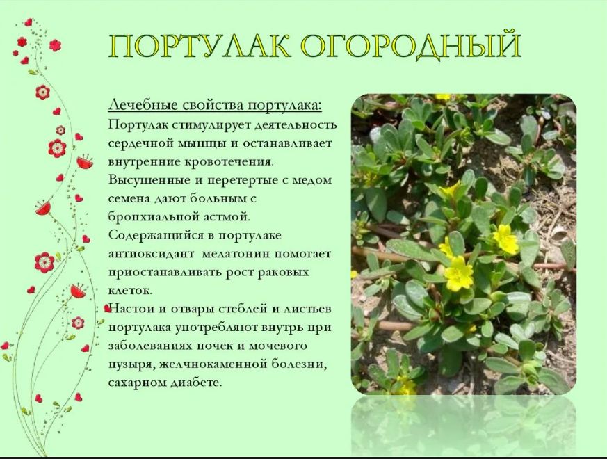 Как обуздать портулак на вашем участке: надёжные методы и советы