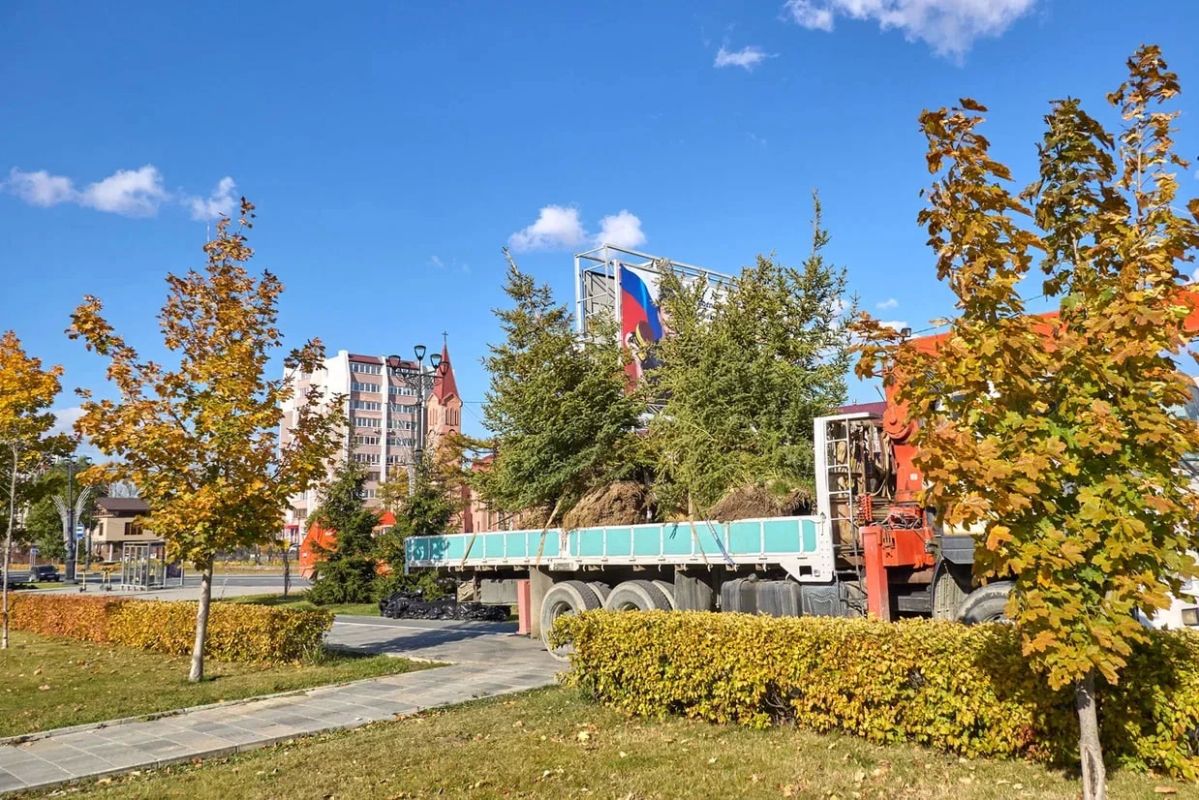 На проспекте Победы пополнение – здесь высадили сразу 10 шикарных четырёхметровых елей!