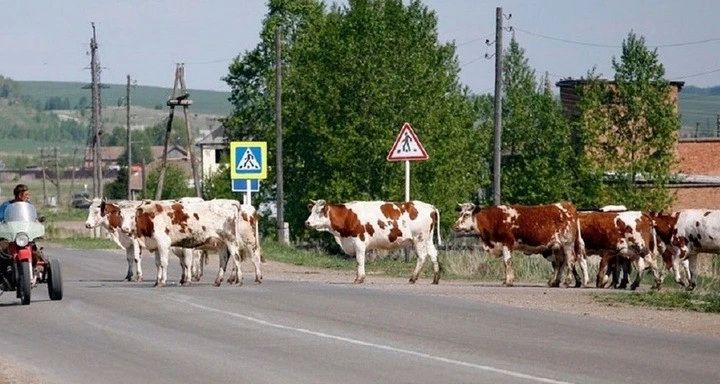 Владельцам скота грозят штрафы за нарушение правил выпаса