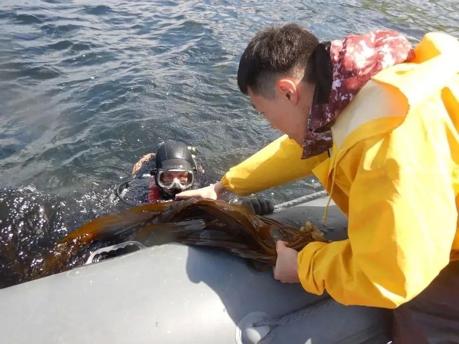 Кто из сахалинцев не любит салат из морской капусты? Её всегда было много в прибрежных водах островов