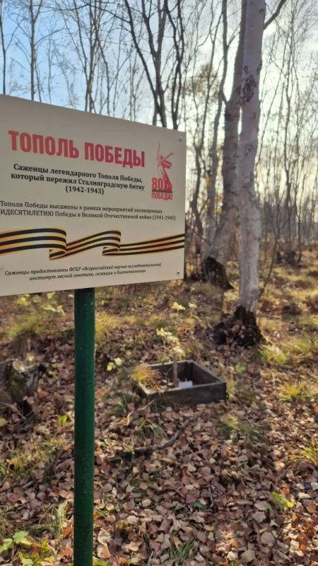 Молодые тополя Победы на Сахалине готовятся уйти в зиму Молодые тополя Победы на Сахалине готовятся уйти в зиму